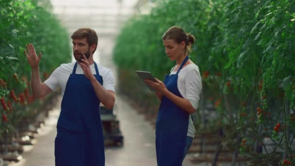 Gli agricoltori di agronomia controllano i pomodori vegetali utilizzando il dispositivo tablet in serra. — Video Stock
