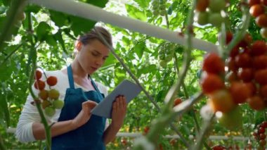 Tarım işletmesi sahibi, çiftlikteki teknolojik tabletle domates kalitesini kontrol ediyor
