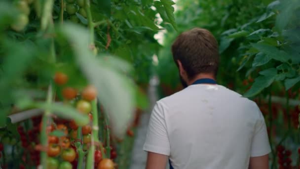 Pár agronomů kontrolujících kvalitu pěstování rajčat v pěstírně zeleniny. — Stock video