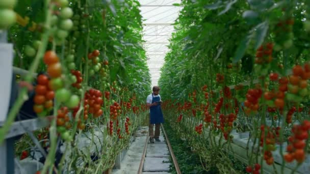 Agronomo ricerca pomodori tablet produzione agricola migliorare la produzione — Video Stock