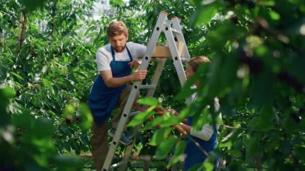 Tým agronomů diskutuje o aktivitách na velké venkovské plantáži — Stock video