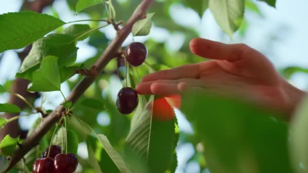 Ręka rolnik zbieram czerwienny jagoda na plantacja zbliżenie. Koncepcja działalności rolniczej — Wideo stockowe