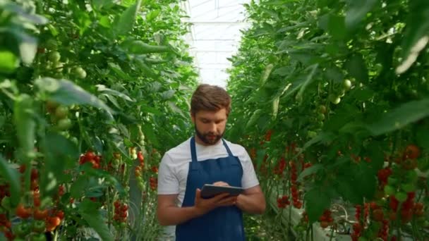 Agro scientist inspecting growth tomato plantation tablet in modern greenhouse — Stock Video