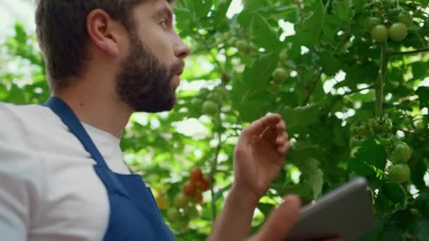 Botanik uzmanı domates tableti bahçesinden veri topluyor. — Stok video