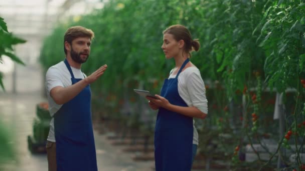 Agronom team analyzing vegetables cultivation on digital tablet in greenhouse. — Stock Video