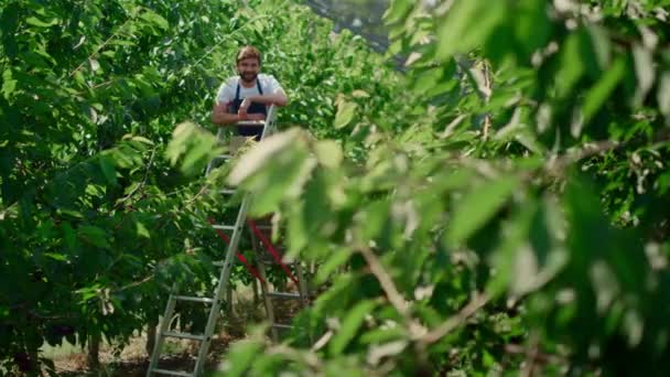 Agronómus pózol ültetvényen gyűjtése rusztikus bogyós gyümölcsök fák — Stock videók