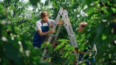 Tarım uzmanları yeşil etkileyici bahçede üretim seviyesini tartışıyor.