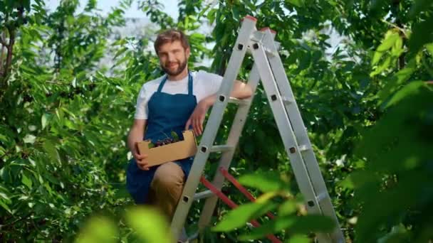 Mezőgazdasági vállalkozó a gazdaságban csinál kemény munka gyűjtése cseresznye a napsütéses napon — Stock videók