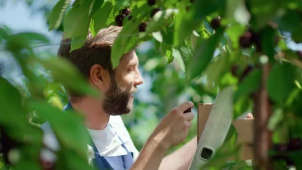 Uśmiechnięty pracownik gospodarstwa zbierający owoce wiśni w słonecznym zielonym portrecie gospodarstwa — Wideo stockowe
