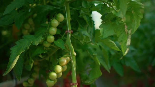 温室で成長しているトマトの収穫を熟す。プランテーションで栽培する野菜. — ストック動画
