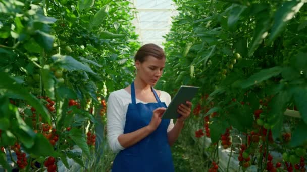 Mujer agrónoma coleccionista investigación tableta tomates orgánicos en invernadero grande — Vídeo de stock