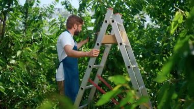 Çiftçiler tarlada işbirliği yapıyor. Böğürtlen üretim seviyesini kontrol ediyorlar.