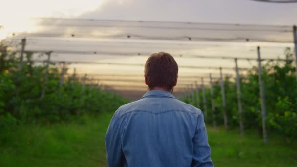 Agricultor emprendedor revisando huerto de frutas. Hombre agrónomo caminando en plantación. — Vídeo de stock