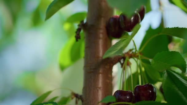 Kertész betakarítás bogyó közelkép napsütéses meleg nap élénk zöld fa a gazdaságban — Stock videók