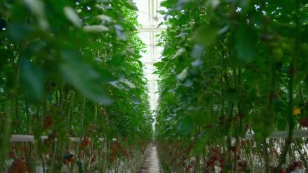 Plantage mit Tomatenpflanzen, die auf Ackerland wachsen und vegetarische Lebensmittel produzieren — Stockvideo