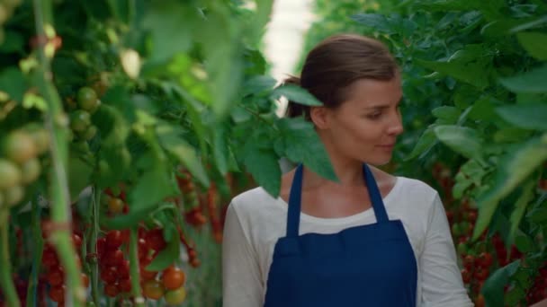 Kobieta agronomista sprawdza uprawy pomidorów w nowoczesnym gospodarstwie ekologicznym. — Wideo stockowe