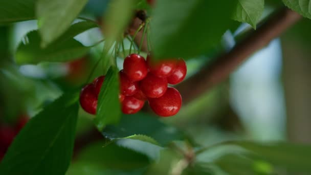Fruta de cereja vermelha pendurada no ramo árvore closeup. Sobremesa vegetariana saudável — Vídeo de Stock