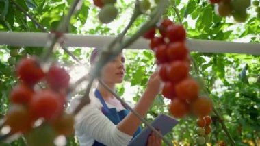 Tarım işletmesi sahibi serayı tabletle teftiş ediyor tarım verileri topluyor