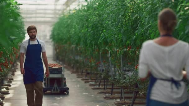 농학자들은 농장에서 토마토를 재배하는 채소를 분석 한다. — 비디오