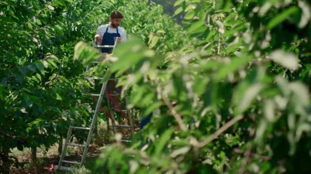 Landbouwarbeiders team controleren kwaliteit fruitbomen in warme kas bespreken — Stockvideo