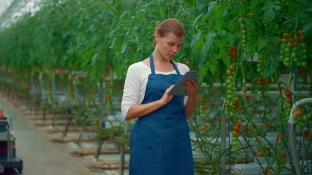 Landbouwspecialisten controleren de tomatenproductie met behulp van digitale tablet in de boerderij. — Stockvideo