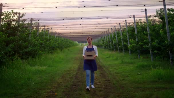 Femeie agronom plimbare gradina exploatație cireșe recolta cutie de fructe în casa de plantații. — Videoclip de stoc