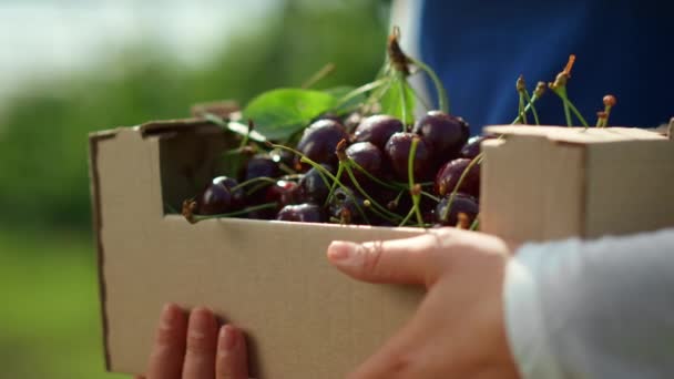 Caja de cereza agricultor manos en el campo soleado jardín recoger frutas primer plano — Vídeo de stock