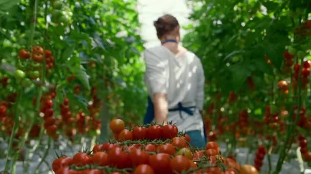 Granjero de cosecha de tomate cereza recoger en invernadero luz del sol. Concepto de cultivo — Vídeos de Stock