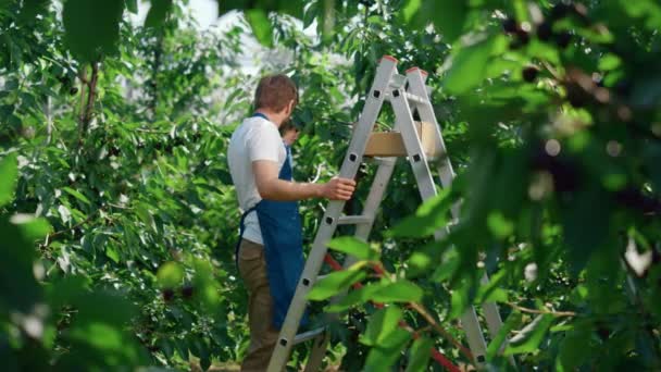 Gartenarbeiter erntet rote, frische Sauerkirsche in friedlichem, sonnigen Garten — Stockvideo