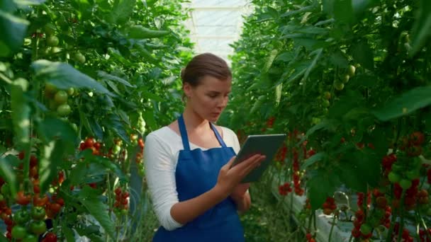 Женщина-агроном планшет контролирует качество выращивания помидоров на ферме — стоковое видео