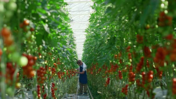 Agri scientifique vérifier la qualité de la culture de tomates comprimé dans la ferme chaude lumineuse — Video