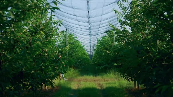 Lantbrukarnas team arbetar tillsammans i solig fruktträdgård. Agronomer inspekterar fruktträdgården — Stockvideo