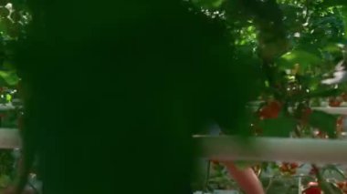 Tarım uzmanı, güneşli serada taze kırmızı sebze topluyor.