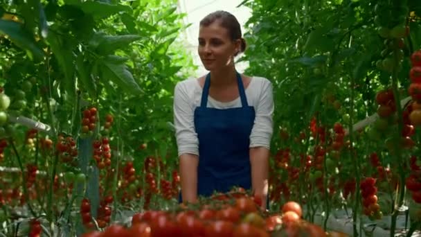 Coltivatrice coltivatrice di pomodori piantagione serra. Gustosa nutrizione dei terreni agricoli maturi — Video Stock