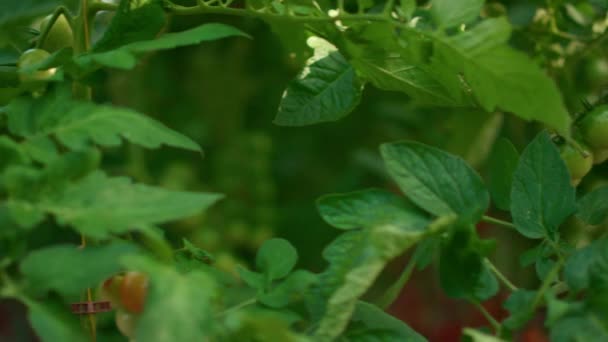 Cultivo de videira de tomates na agricultura moderna estufa de fazenda de negócios — Vídeo de Stock