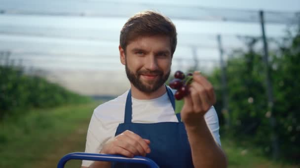 Ogrodniczy biznesmen dzierżący czereśnie w sezonie zbiorów na słonecznej farmie. — Wideo stockowe