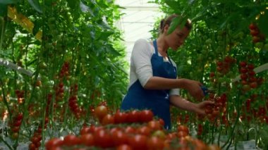 Kadın sera işçisi çiftlik evinde organik domates dalları topluyor.