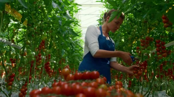 Mujer trabajador de invernadero recogiendo ramas de tomates orgánicos en la casa de la plantación — Vídeos de Stock