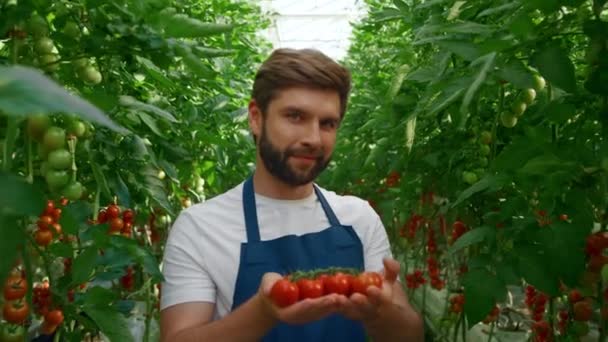 Trabalhador agrícola mostrando tomates orgânicos vermelhos entre plantas verdes em estufa — Vídeo de Stock