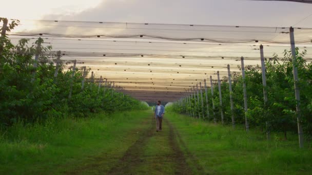 Człowiek rolnik spacery plantacji sam w pięknym zachodzie słońca sad drzewo ogród. — Wideo stockowe