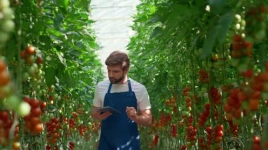 Agronomist yenilikçi tablet teknolojik çiftlikteki domates büyüme seviyesini kontrol ediyor