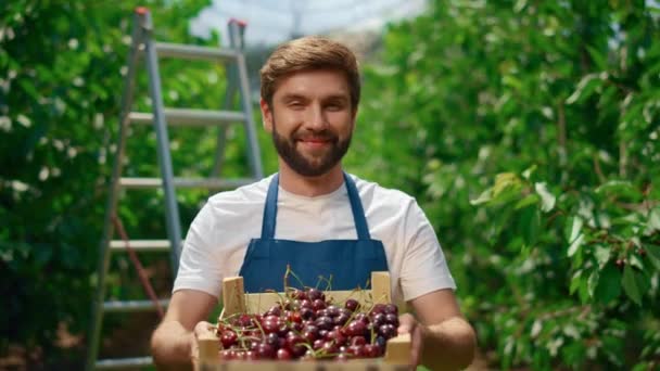 Proprietario dell'azienda agricola che mostra scatola di frutta in albero frutteto giardino serra. — Video Stock