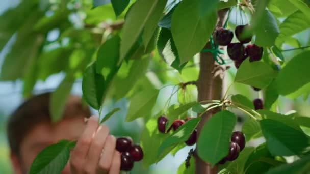 Portret boer oogsten kersenfruit groene verse boom in landbouwgrond plantage — Stockvideo