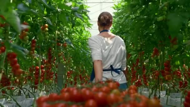 Agricultor de la industria de cosecha de tomate cereza. Nutrición con vitaminas agronaturales — Vídeo de stock
