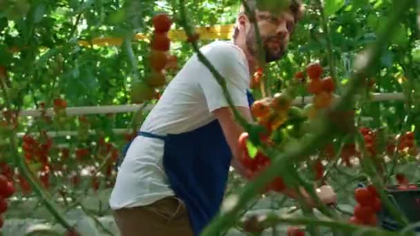 Uomo giardiniere raccolta pomodori rossi in serra calda moderna con alberi verdi — Video Stock