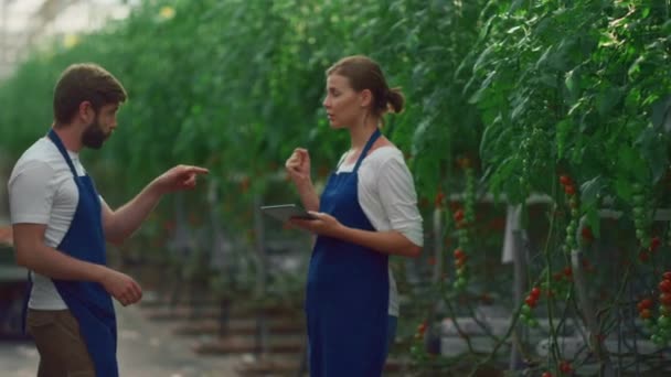 Bauern-Ehepaar begutachtet gemeinsam Tomaten, die im Gewächshaus Nahrung anbauen. — Stockvideo