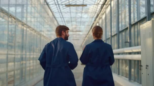 Especialistas agrícolas discuten negocio de agronomía en tecnología moderna de laboratorio de invernadero. — Vídeos de Stock