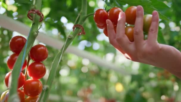 Farm worker hand closeup touching tomatoes analysing quality on plantation — Stock Video