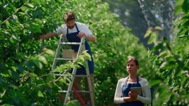 Jordbruksspecialister som arbetar med plantagekontroll av produktionskvalitet — Stockvideo