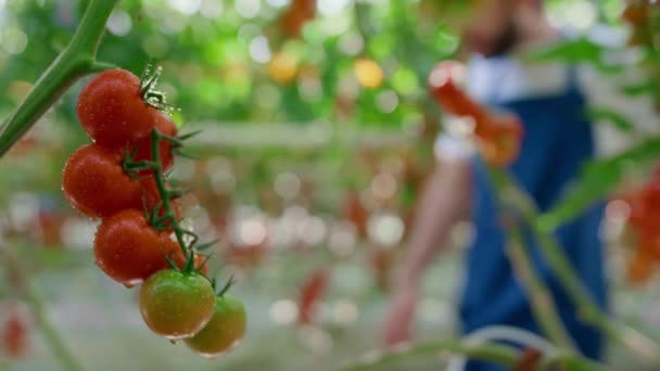 Agronomen skördar tomater i växthus på landsbygden. Jordbruksbegreppet — Stockvideo